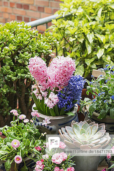 Springtime flowers cultivated in balcony garden