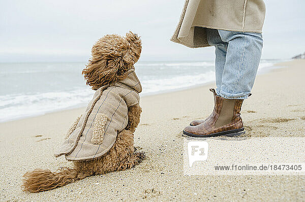 Hund sitzt neben Frau im Sand am Strand