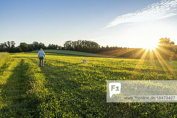 Active senior man walking with dog in field at sunset