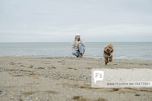 Maltipoo-Hund läuft mit Frau  die am Strand im Sand kauert