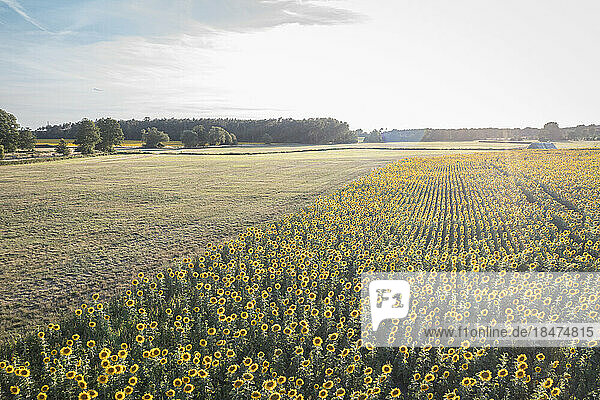 Germany  Brandenburg  Drone view of vast sunflower field in summer