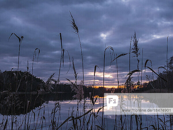 Germany  Bavaria  Lakeshore at cloudy dusk with reeds in foreground