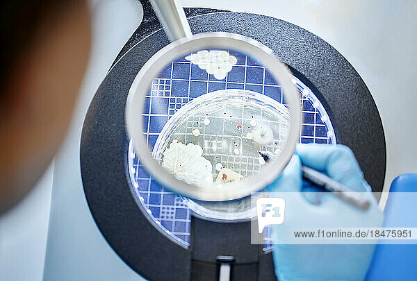 Close-up of scientist analyzing a sample in a microbiological lab