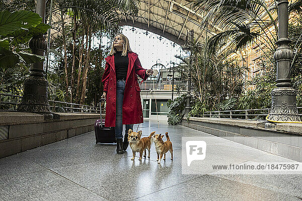Mature woman with luggage and Chihuahua dogs walking on footpath