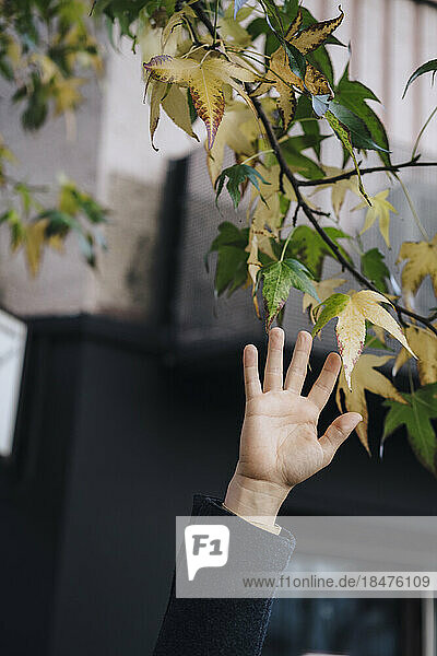 Hand of businessman touching branch