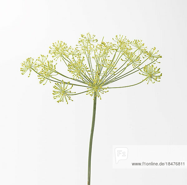 Studio shot of flowering dill (Anethum graveolens)