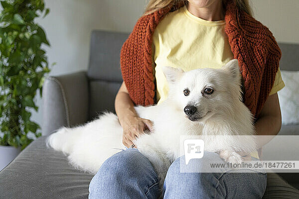 Cute Pomeranian dog sitting on lap at home