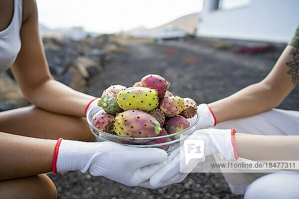 Women wearing gloves holding bowl of prickly pears