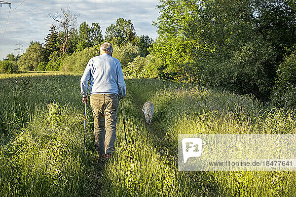Älterer Mann mit Hund geht im Feld spazieren