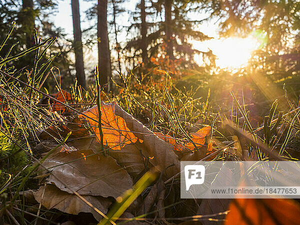 Fallen leaves lying in grass with sun setting in background
