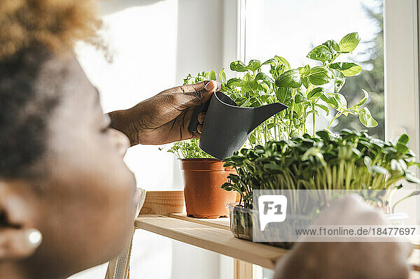 Young woman watering microgreen on shelf at home