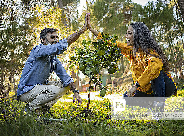 Glückliches älteres Paar beim High Five  nachdem es einen kleinen Obstbaum im Naturgarten gepflanzt hat