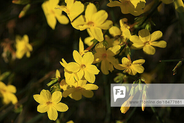 Yellow blooming winter jasmine (Jasminum nudiflorum)