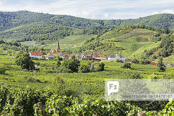 France  Grand Est  Niedermorschwihr  Summer vineyards in front of small village