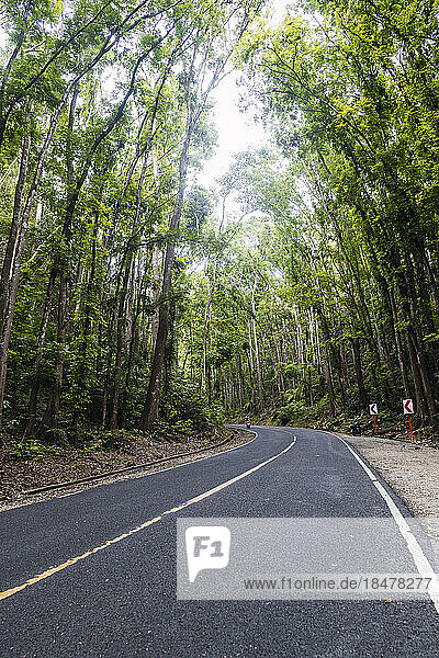 Empty road amidst tall trees