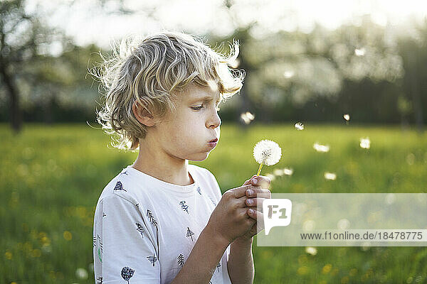 Blond boy blowing on dandelion flower