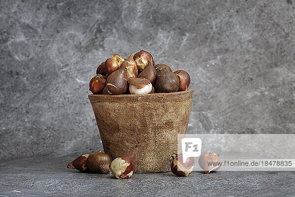 Studioaufnahme eines mit Pflanzenzwiebeln gefüllten Blumentopfs