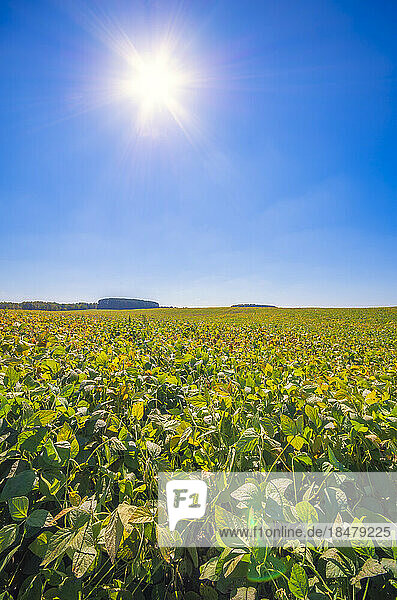 Field of soybean in front of blue sky on sunny day