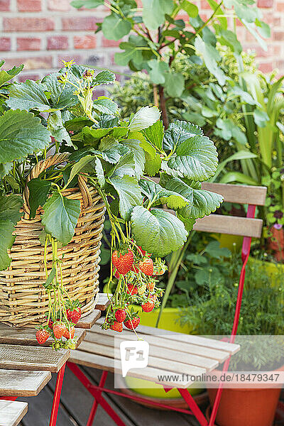 Strawberries cultivated in wicker basket