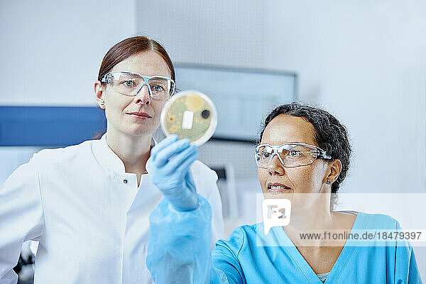 Two female scientists holding petri dish in a microbiological lab
