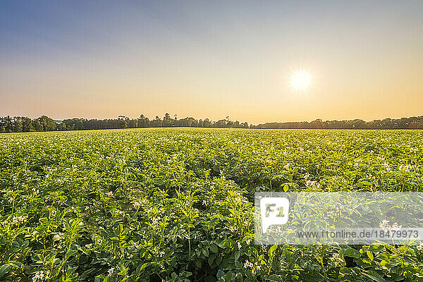 Field of potato plants at sunset