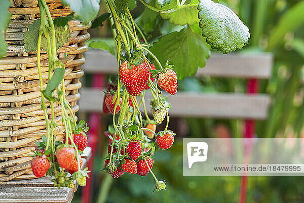 Strawberries cultivated in wicker basket