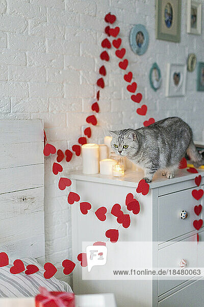 Katze mit herzförmiger Girlandendekoration im Schlafzimmer zu Hause