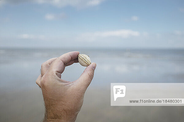 Hand eines Mannes  der Muschel am Strand hält