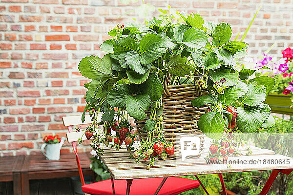 Erdbeeren im Weidenkorb auf dem Balkontisch kultiviert