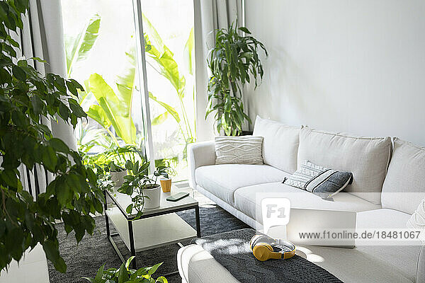 Modern living room plants and furniture