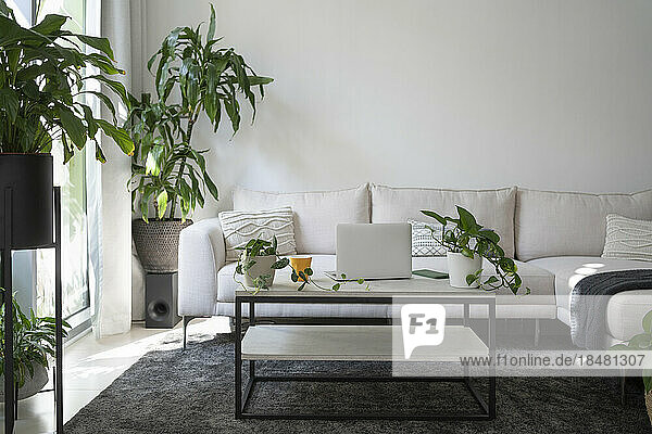 Modern living room with furniture and potted plants