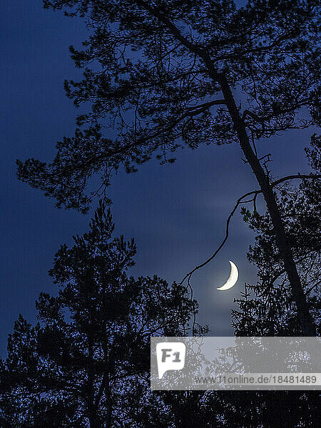 Silhouettes of trees at night with crescent moon glowing in background