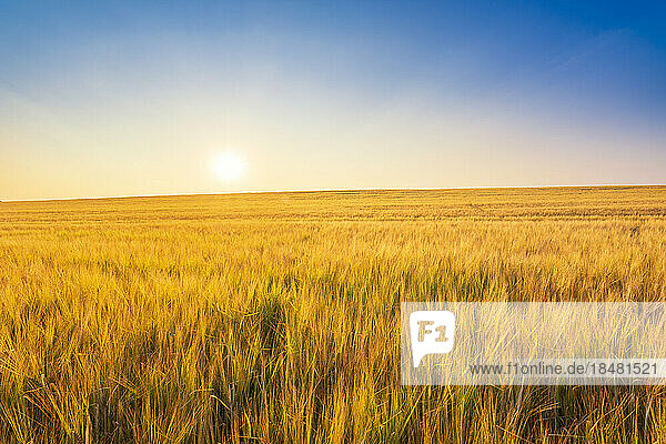 Ripe barley on field at sunset
