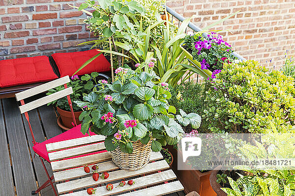Plants cultivated in balcony garden