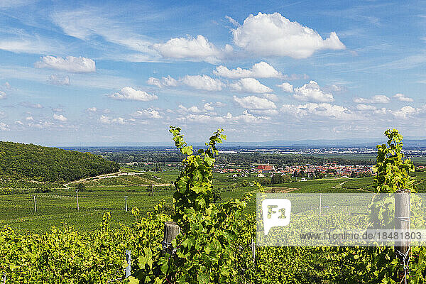 France  Grand Est  Turckheim  Summer vineyards with village in background