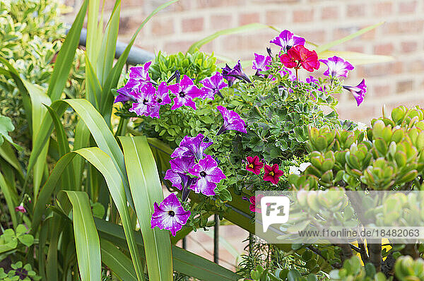 Pink petunias cultivated in balcony garden