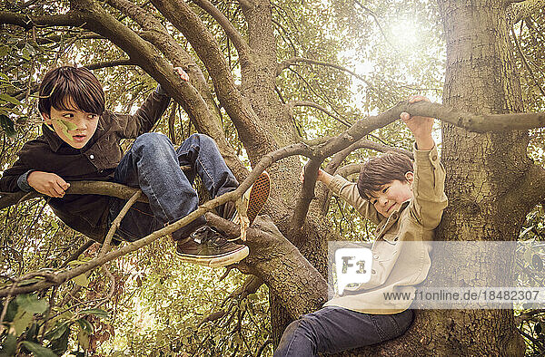 Playful brothers enjoying on tree at park