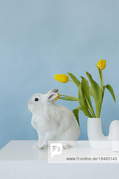 Rabbit by flower vase against blue background