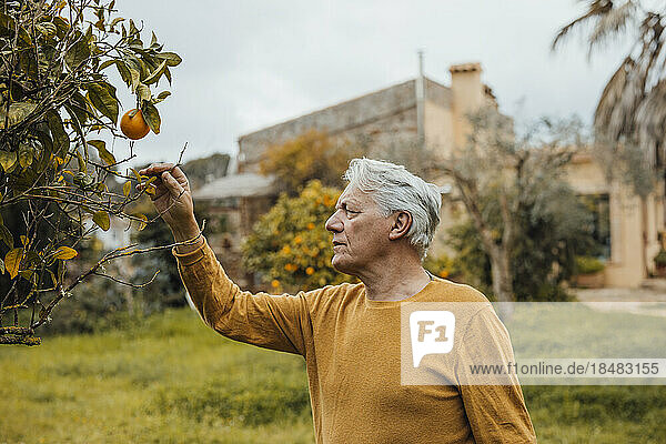 Senior man touching orange tree standing in front of house