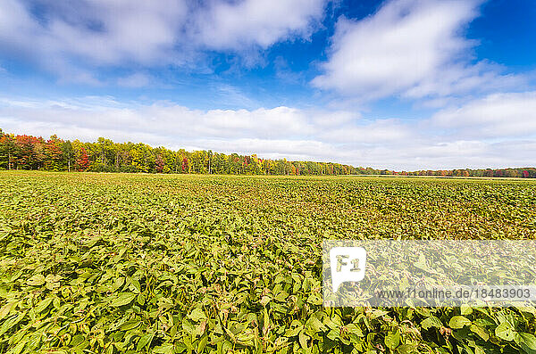 Field of soybean in front of sky on sunny day
