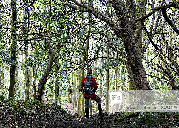 Hiker wearing backpack standing amidst trees in forest