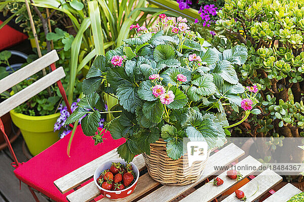 Strawberries and potted flowers on balcony table