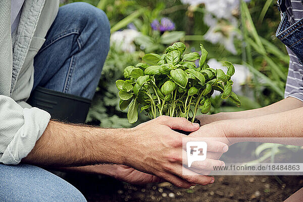 Hands of couple holding plant