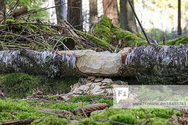 Biberbiss (Castor fiber)  umgestürzter Baum  Titisee  Titisee-Neustadt  Schwarzwald  Baden-Wüettemberg  Deutschland  Europa