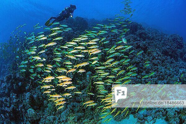 Taucherin schwimmt über betrachtet beleuchtet Schwarm Fischschwarm von Großschulen-Meerbarbe (Mulloidichthys vanicolensis)  Indischer Ozean  Malediven  Asien