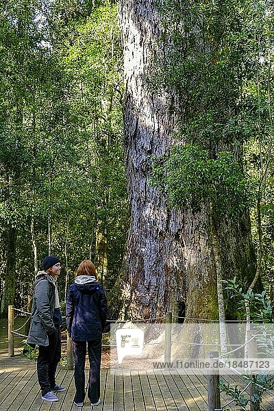 Dschungel  Naturmonument The Big Tree Tsitsikamma  Tsitsikamma Nationalpark  Garden Route  Ostkap  Südafrika