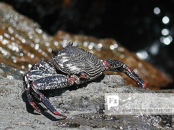 Red rock crab (Grapsus adscensionis) on rock. Puerto de Mogan  Gran Canaria  Spain  Atlantic Ocean  Europe