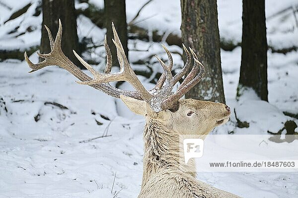 Red deer (Cervus elaphus) albino stag in a forest in winter  snow  Bavaria  Germany  Europe