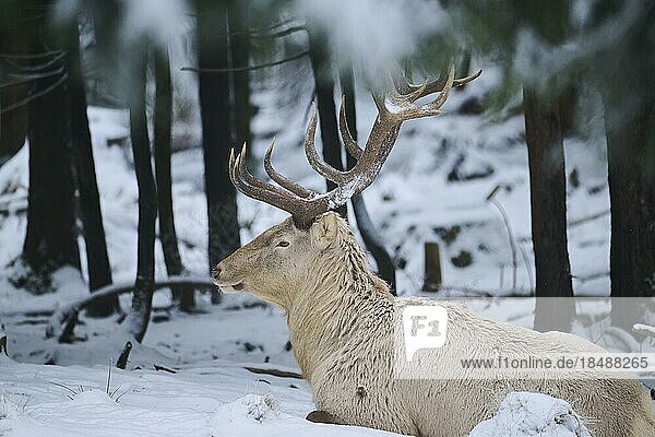 Red deer (Cervus elaphus) albino stag in a forest in winter  snow  Bavaria  Germany  Europe