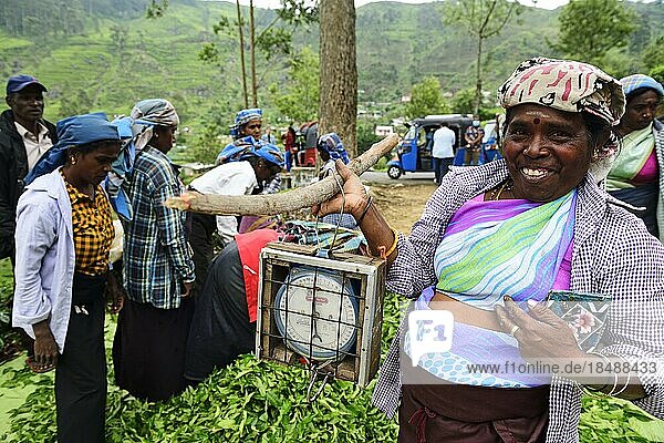 Teepflückerinnen mit Teewaage an der Sammelstelle  Dambatenne Teegarten  Haputale  Sri Lanka  Asien